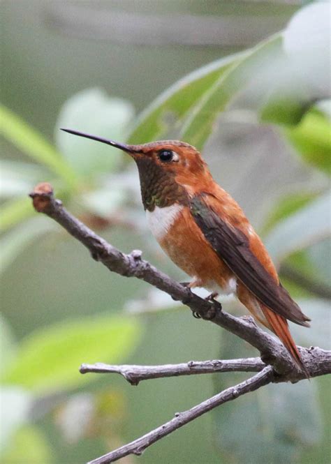 Rufous Hummingbird Sierra Vista Az Az Birdybird Flickr