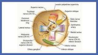 6th Nerve Palsy | PPT