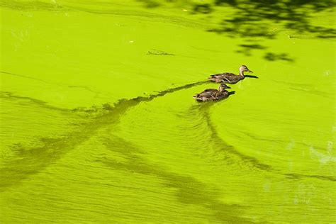 The Problem With Algae Bloom - JSTOR Daily