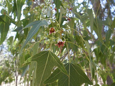 Kurrajong Tree Earth Creation Landscapes Plant Library