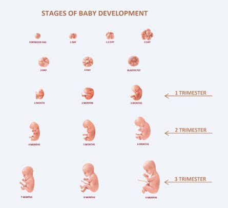 How A Baby Fetal Development In First Second Third Trimester