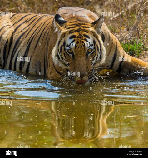 India Male Bengal Tiger Pantera Tigris Tigris Enjoys The Cool Of A