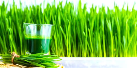 Top 10 Wheatgrass Benefits For Skin Hair And Health By Neutralise