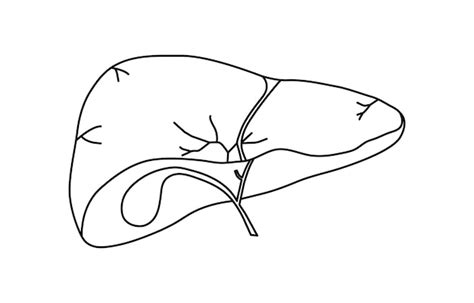 Premium Vector Single Line Drawn Brown Liver Outline Liver Human