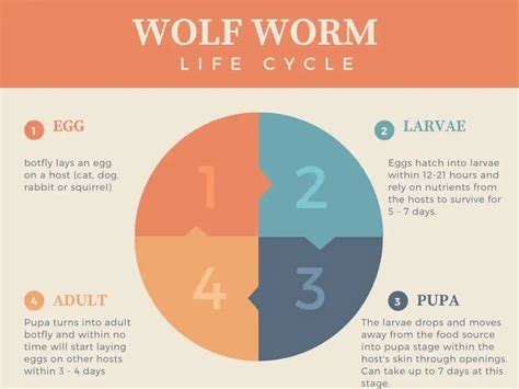 Wolf Worms (Botfly / Warble Fly): Symptoms, Causes & Treatment | Thefavpet