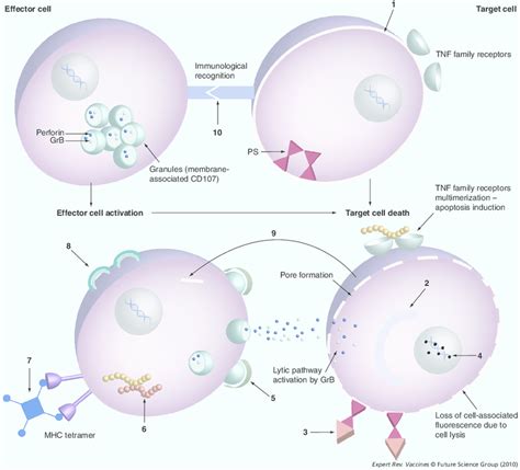 Cytotoxicity Assays Based On Flow Cytometry 1 Labeling Cells With