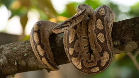 6 Best Substrates For Ball Pythons 5 To Avoid