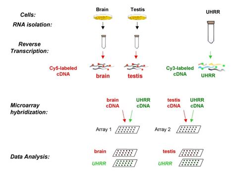 Universal Reference Rna As A Standard For Microarray Experiments Bmc