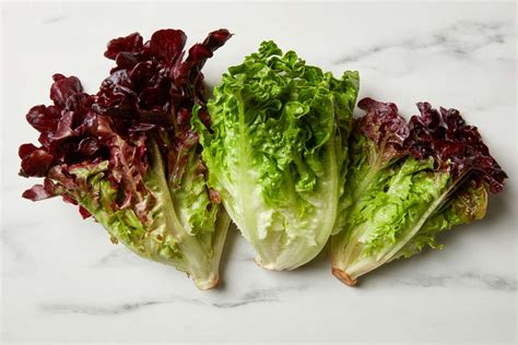 Types Of Purple Lettuce