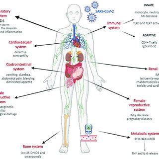 Schematic Representation Of Sars Cov Infection Effects On The Immune