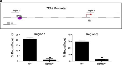 Prame Mediated Ezh Binding To Trail Promoter A Schematic