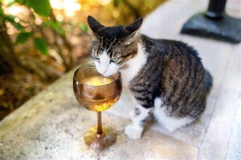 Should You Visit The Hemingway House Cats In Key West Hemingway Cats