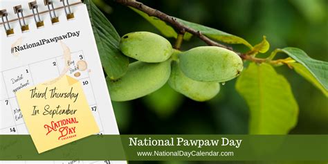 Celebrate NationalPawpawDay With Unique American Fruits