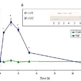 Expression Of The Cxc Chemokine Ip Mrna In The Presence And Absence