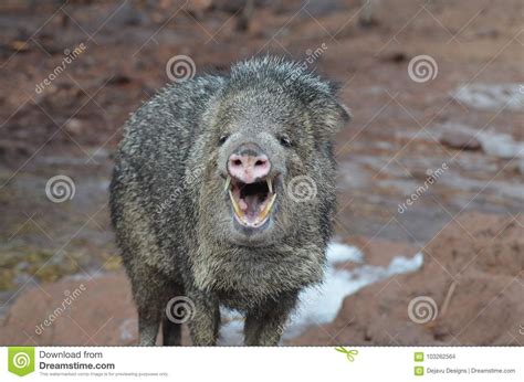 Javelina Teeth