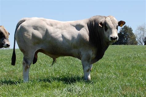 huge bull | Animals, Bull, Breeds