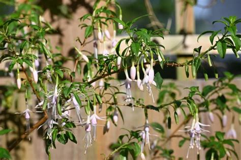 Gail Barber On Fuchsia Propagation In Early Spring: 'It's Easy, Quick ...