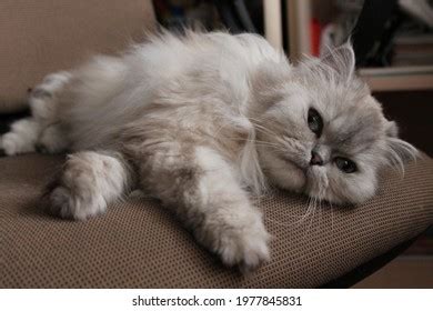 White Persian Cat Blue Eyes Stock Photo 1977845831 | Shutterstock