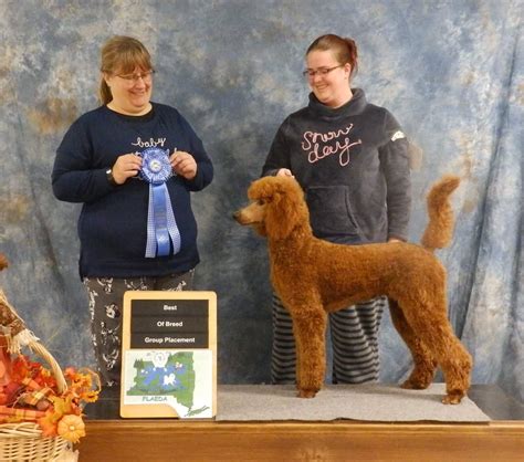 Standard Poodle Conformation at Gladys Roy blog