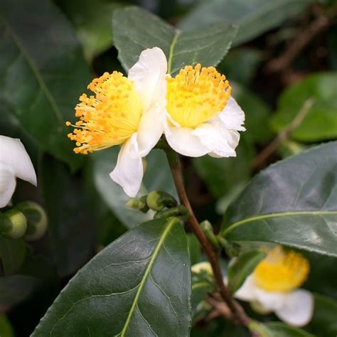 Cottage Farms Direct Shrubs Green Tea Camellia