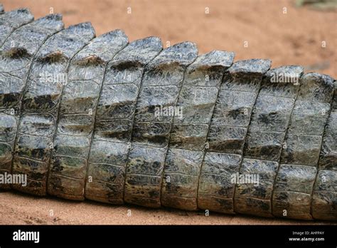 Spectacled Caiman Scales Fotografías E Imágenes De Alta Resolución Alamy