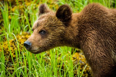 Grizzly Bear Wallpapers Images Photos Pictures Backgrounds