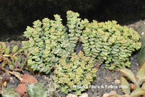 Nparks Crassula Ovata