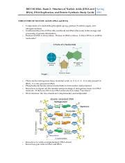 Mini Exam Spring Nucleic Acid Structure Dna Replication