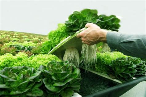 Cultivo Hidroponico De Lechuga Primera Parte Agronegocios Y Proyectos