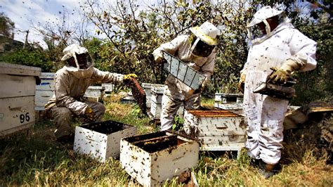 How Beekeeping Is Made Easy For Farmers Monitor