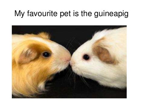 My Favourite Pet Is