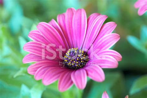 African Daisy Stock Photo | Royalty-Free | FreeImages