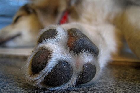 Dog Care Tips: How to Deal with a Paw Injury