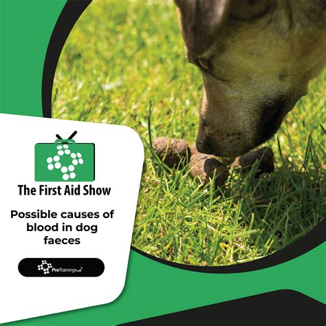 What are the possible causes of blood in dog faeces?