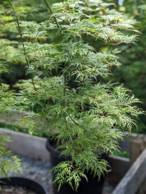 Acer Palmatum Dissectum Emerald Lace Russell Nursery