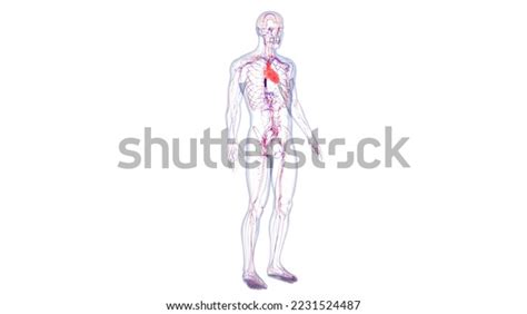 Human Circulatory System Heart Anatomy 3d Stock Illustration 2231524487