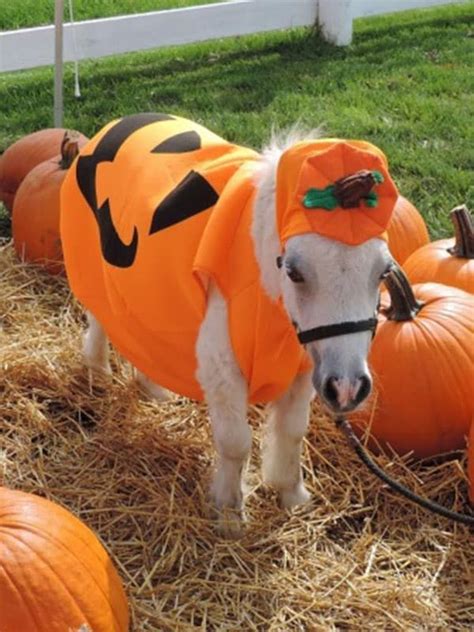 These Miniature Horses Dressed Up For Halloween Is The Cutest Thing You