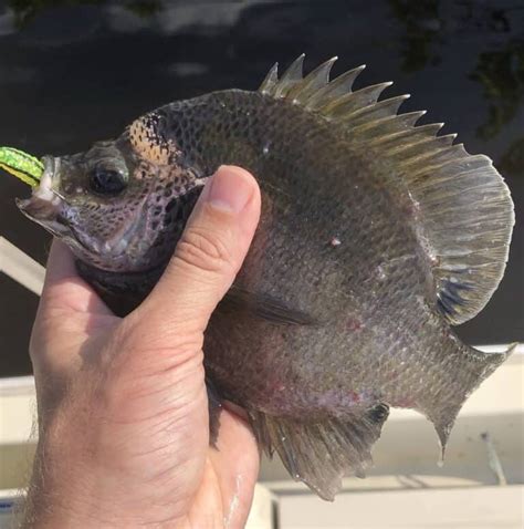 Coppernose Bluegill Range Reproduction And More • Panfish Nation