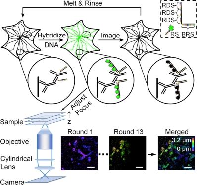 Stochastic Optical Reconstruction Microscopy Storm Service Creative