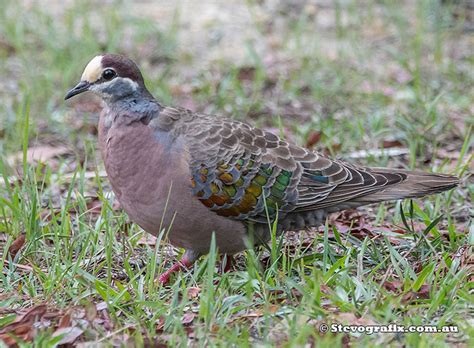 Common Bronzewing - Phaps chalcoptera - Stevografix