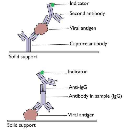 Enzyme Linked Immunosorbent Assay Elisa