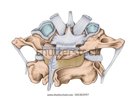 Atlas and Axis Ligaments (posterior view) Quiz