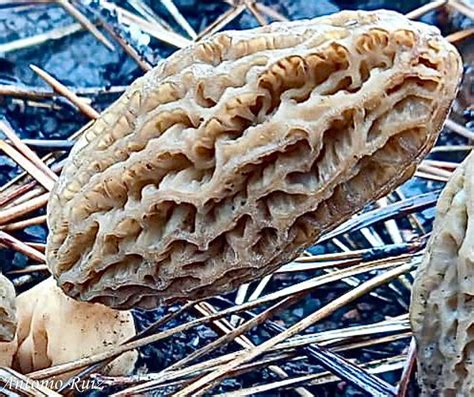 Morchella Eximia Asociación Micológica Mairei