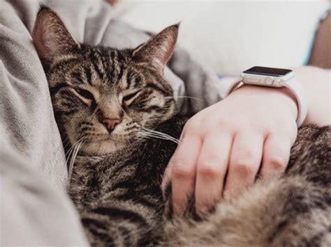 how to make my cat love me
