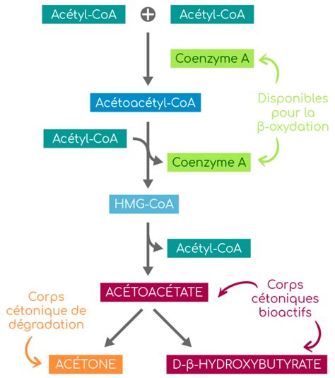 Cétogenèse principe conditions et rôle biologique Nutrixeal Info