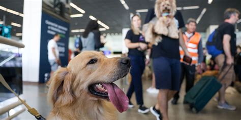 Governo Define Novas Regras Para Transporte Seguro De C Es E Gatos Em Voos