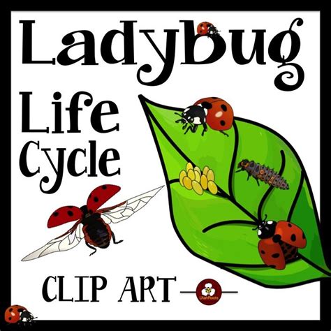 Ladybug Life Cycle Clip Art | Ladybug life cycle, Life cycles, Clip art