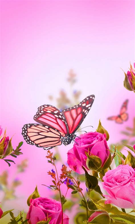 Top About Butterfly Love Rose Wallpaper Billwildforcongress