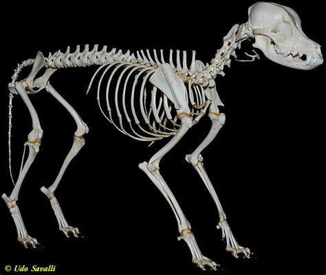 18 best Dog skeleton images on Pinterest | Dog skeleton, Skeletons and Animal anatomy