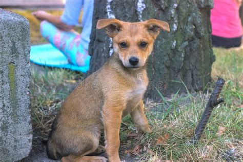 Stray dog stray puppy stock photo. Image of hungry, look - 91066304